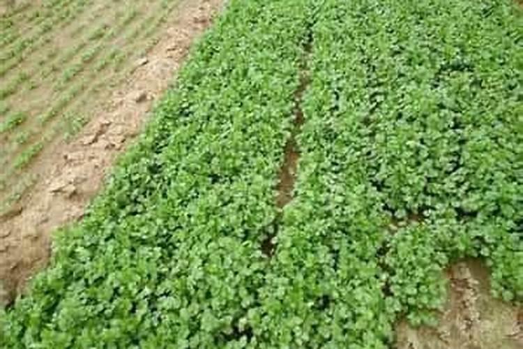 香菜夏秋栽培技术 香菜施肥方法