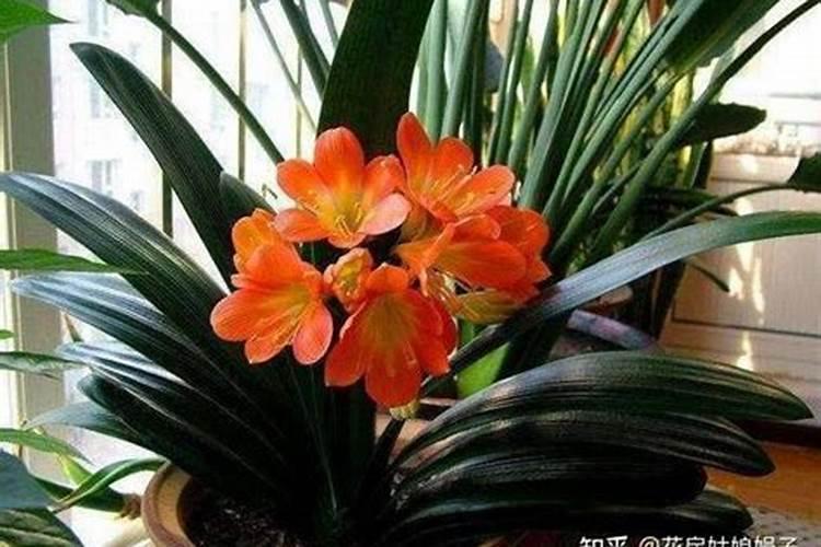 君子兰花谢后需要施什么肥
