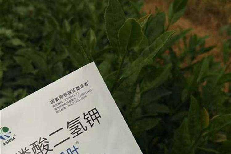 杜鹃花早上浇水还是晚上浇水