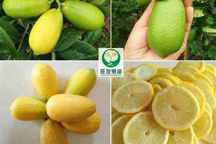 中量元素水溶肥料和什么一起用最好