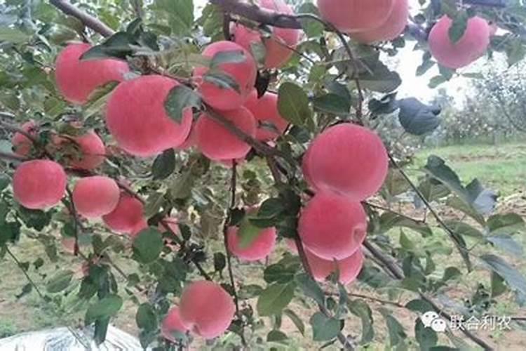 苹果树6月份施什么肥