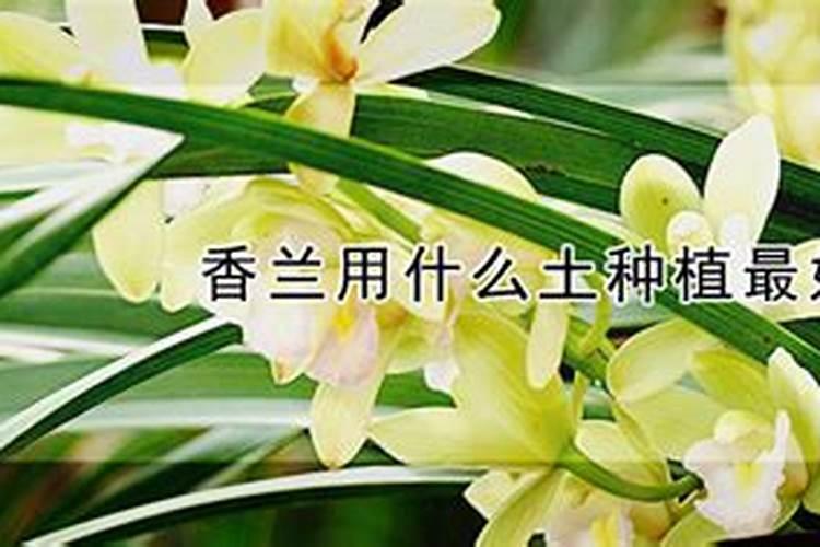 香兰好养吗可以用磷肥吗