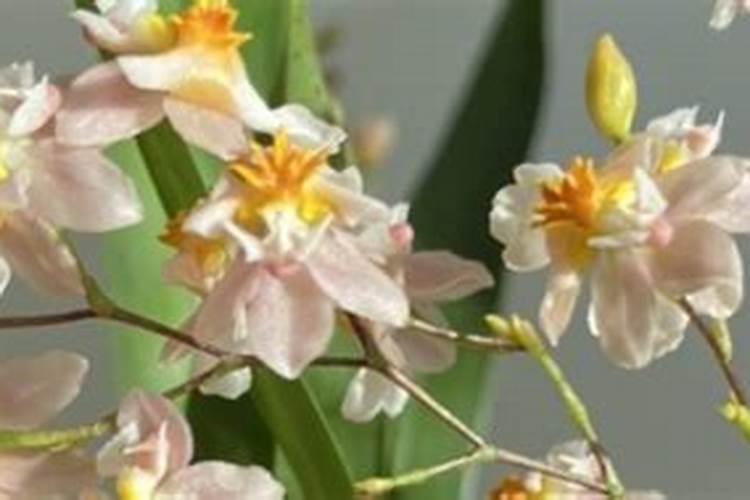 香兰怎么养才能开花多