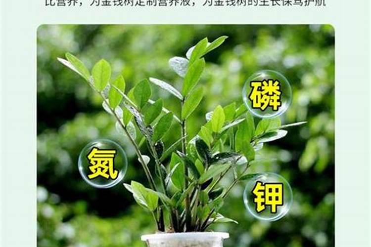 金钱树肥料怎么用