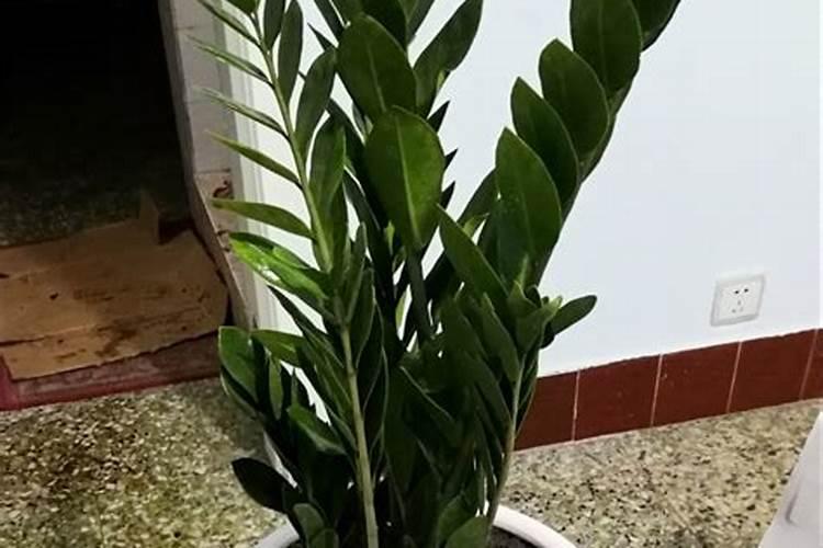矿源黄腐酸钾哪个厂家好