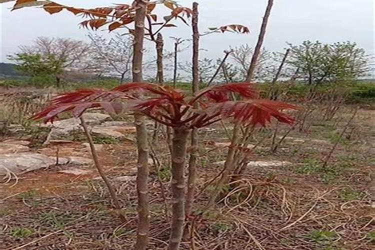 香椿大棚矮化种植技术