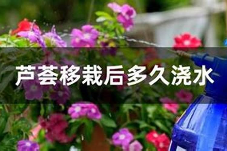 柑橘苗叶面肥施药方法