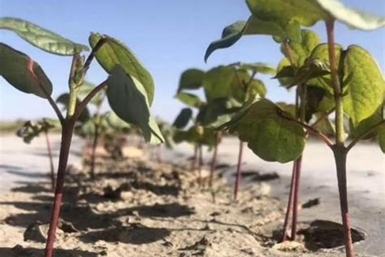 生姜生长期怎么种植管理能增产？生姜高产施肥技术
