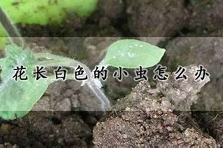 旱地龙旱地龙的特点和作用