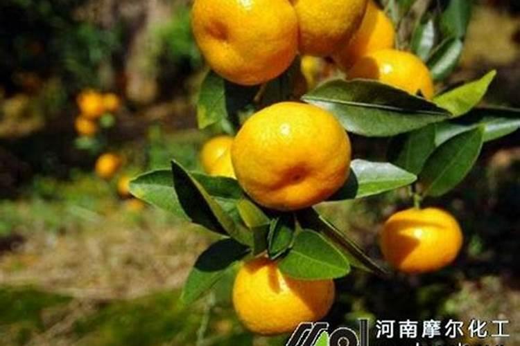 豌豆沤肥要多久才能腐烂