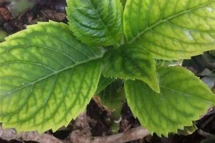 绣球花怎么养护