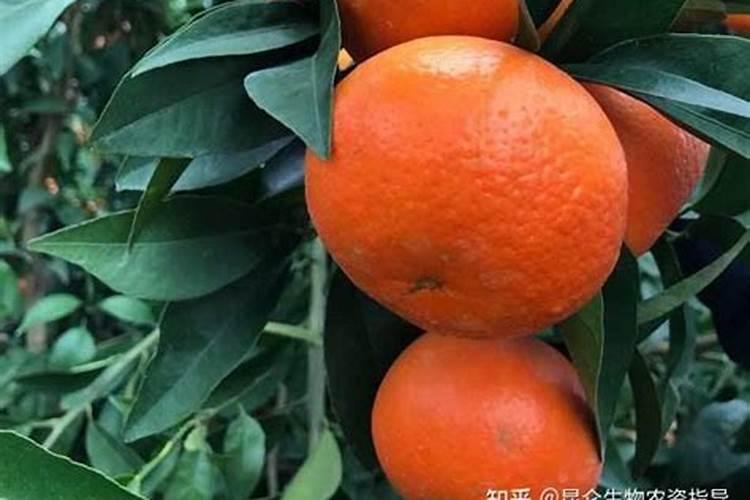 沃柑全年施肥时间表