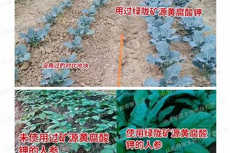 蓝莓施肥用什么肥料蓝莓施肥用的肥料
