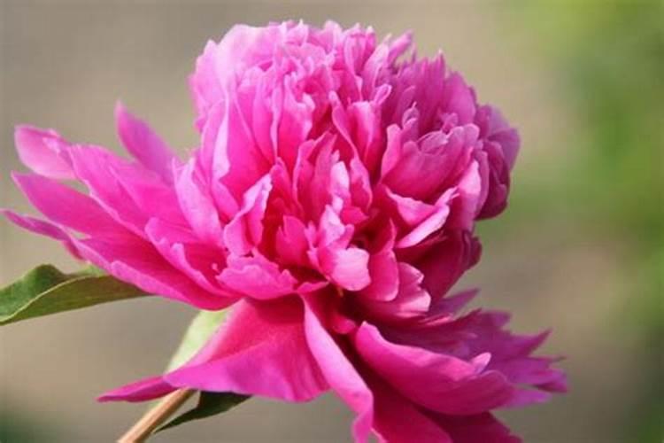 芍药怎么养护才能开花结果