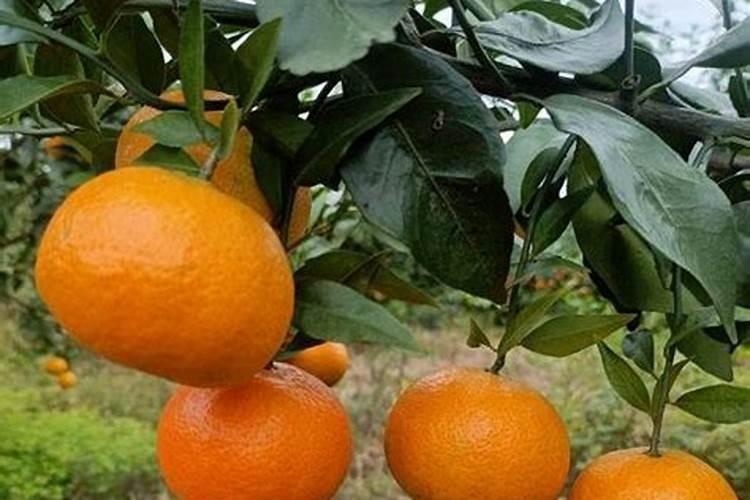 沃柑用什么肥料最好
