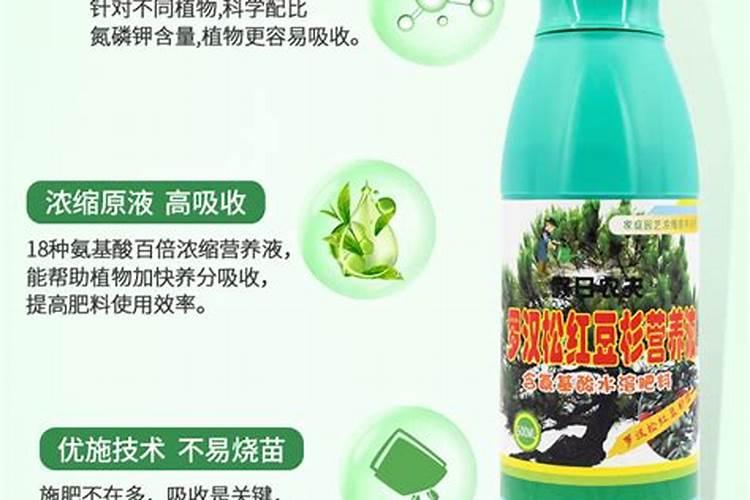 红豆杉施什么肥最好