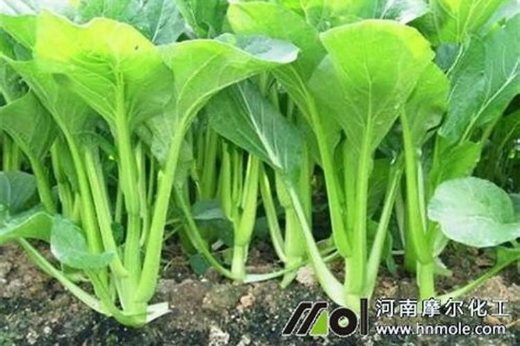 玉米喷叶面肥间隔几天可以在施肥？