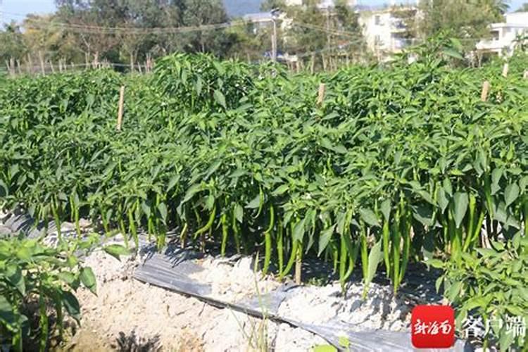 辣椒开花结果期用什么肥料