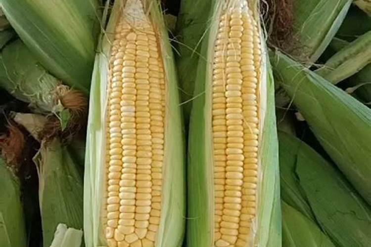 鲜食水果玉米种植技术要点