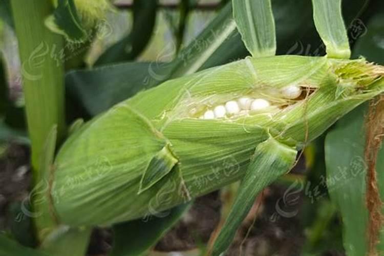 超甜水果玉米甜蜜(612B)栽培超甜水果玉米甜蜜(612B)栽培