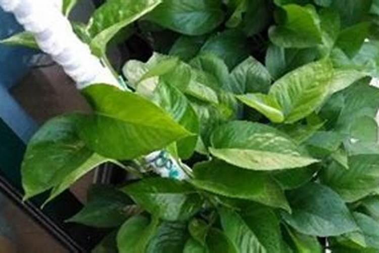 什么类型的叶面肥能有效增厚植物叶子？