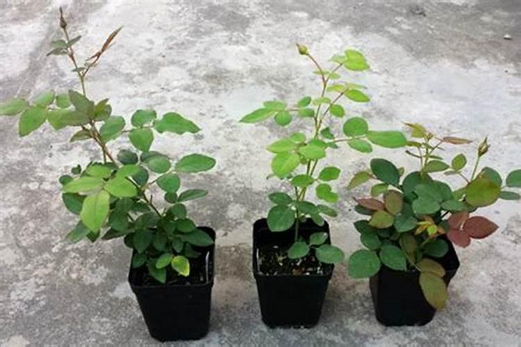 片碱生产方法