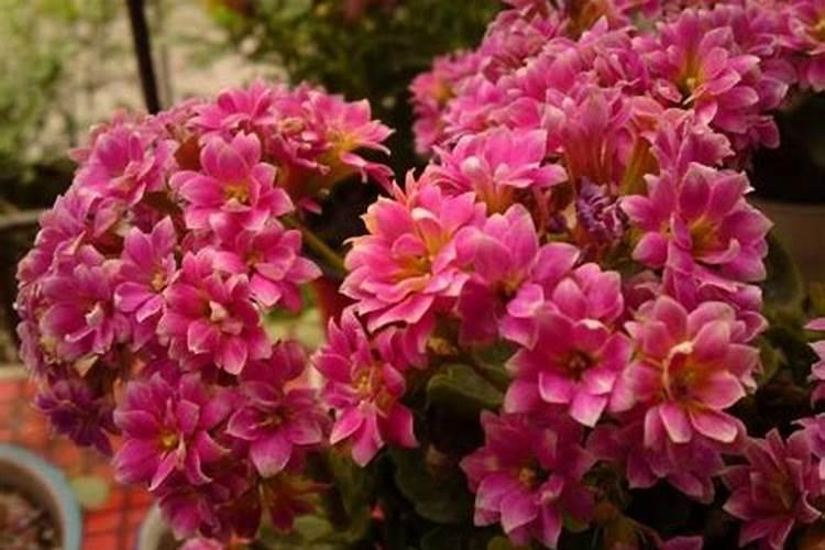 长寿花夏天怎么养施什么肥