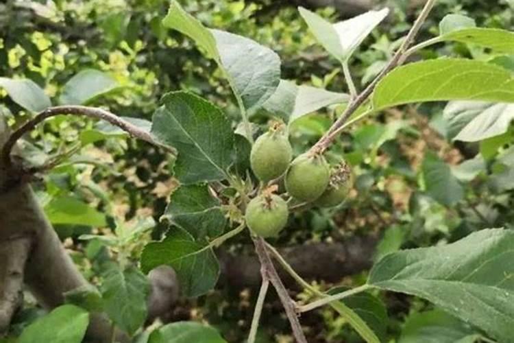 什么样的叶面肥补硼补钙效果好,能解决硼钙拮抗问题？