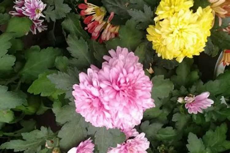 如何让菊花的花枝粗壮