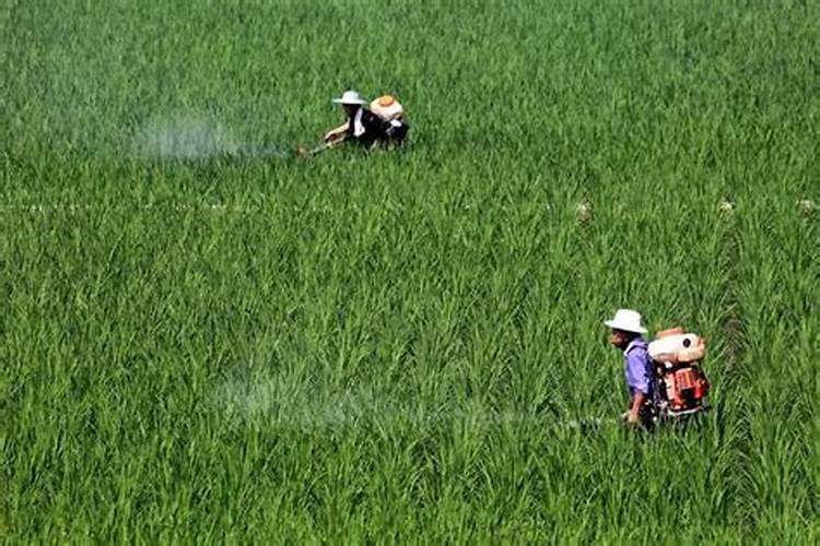 朝鲜人种地很少使用化肥,农民干活成群结队