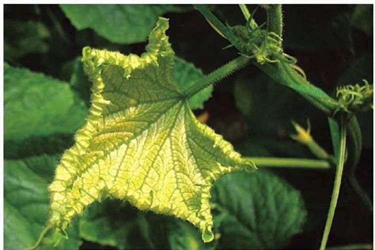 黄瓜是不是缺素了？