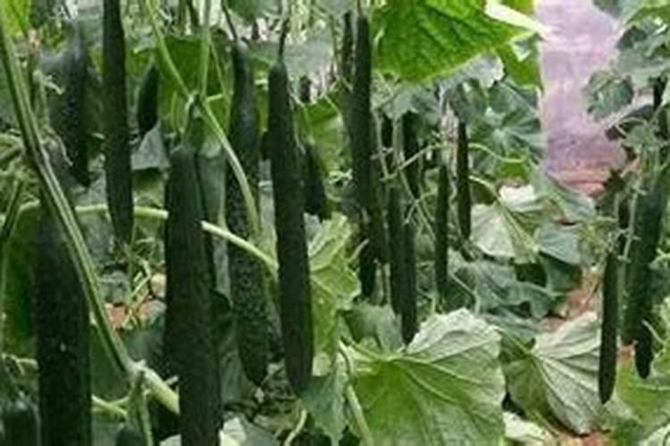 黄瓜苗在浇水了以后突然叶子发黄,这是什么原因？