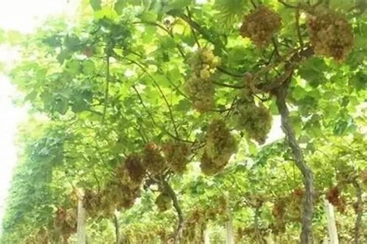 葵花追肥用什么肥好(葵花前期需要冲施什么肥料来吸收)