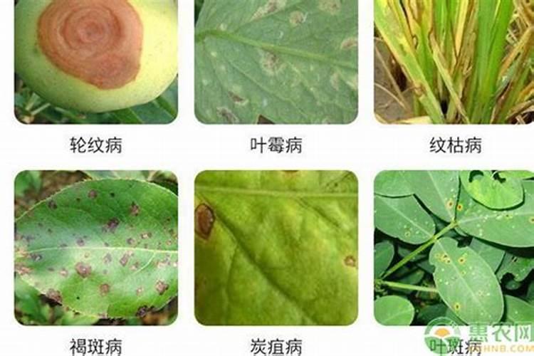 花叶上有粘液可以用酒精吗