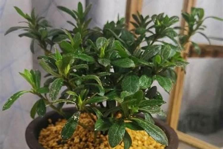 芹菜软腐病用什么药好