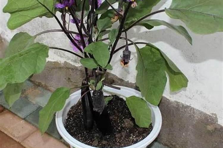 茄子追肥用什么肥料好