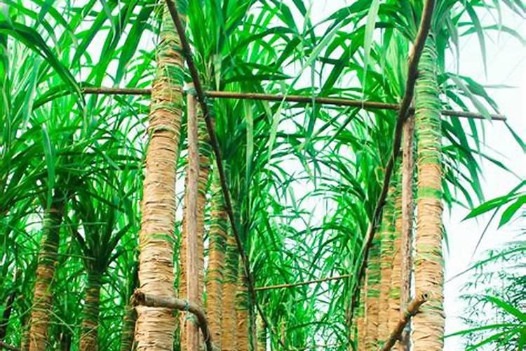 中国植保网黑皮甘蔗种植技术