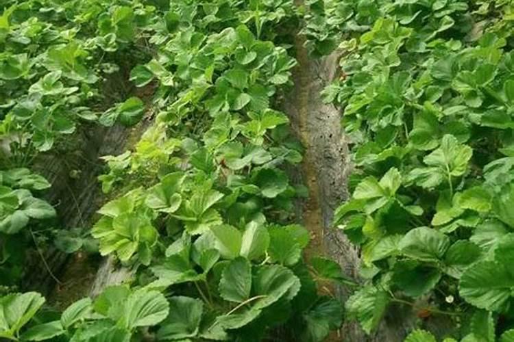 油菜苗期发黄叶子可以用快绿和生根剂还有硼肥和磷酸二氢钾吗？