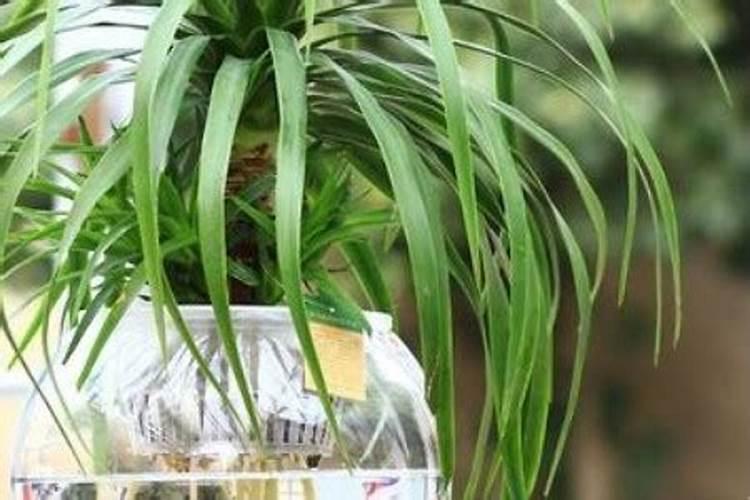 种植莲藕赚钱吗