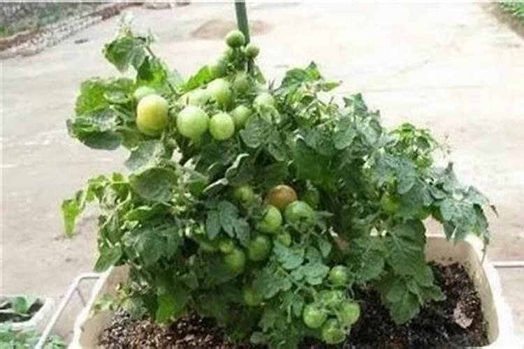 高产芒果需要掌握什么种植技巧 芒果施肥方法介绍