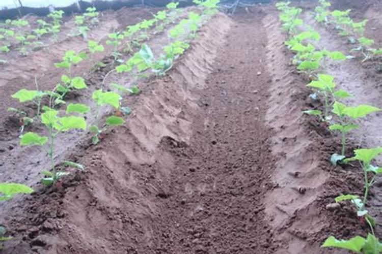 如何浇水施肥才能提高黄瓜产量 注意事项有哪些