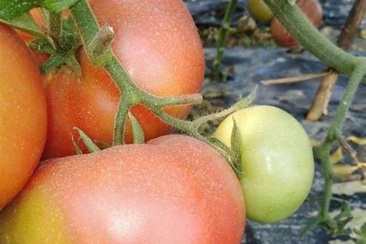 西红柿施肥过度怎么解决