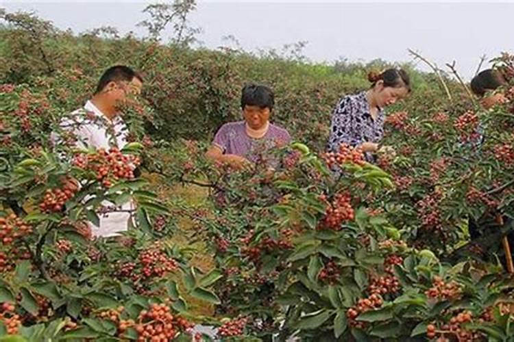九叶青花椒栽后多久施肥的问题？