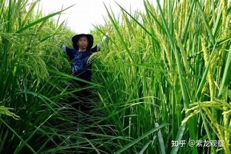 水稻施什么肥料最旺