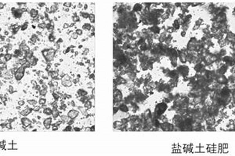 盐碱地种水稻用硅肥好吗
