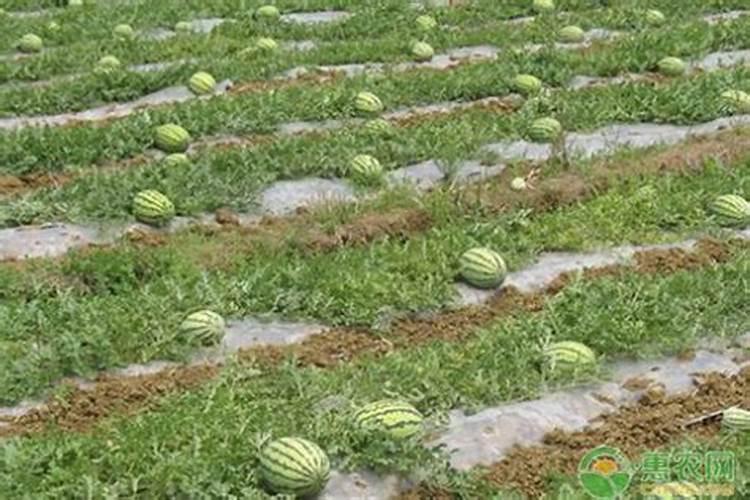 花生施什么肥才能高产 什么时候施肥好