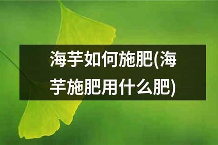 黑叶观音莲的养殖方法是什么