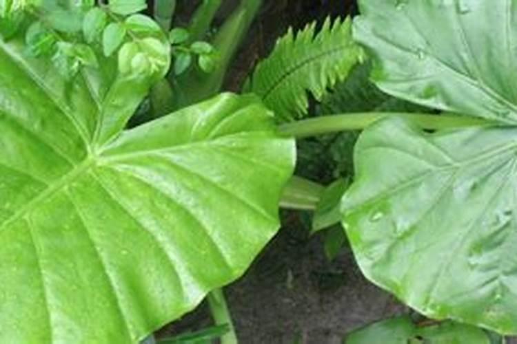 芋头追肥用什么肥料好