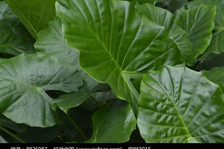 芋头用什么肥料最好