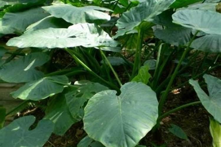 水培滴水观音(海芋)的养护